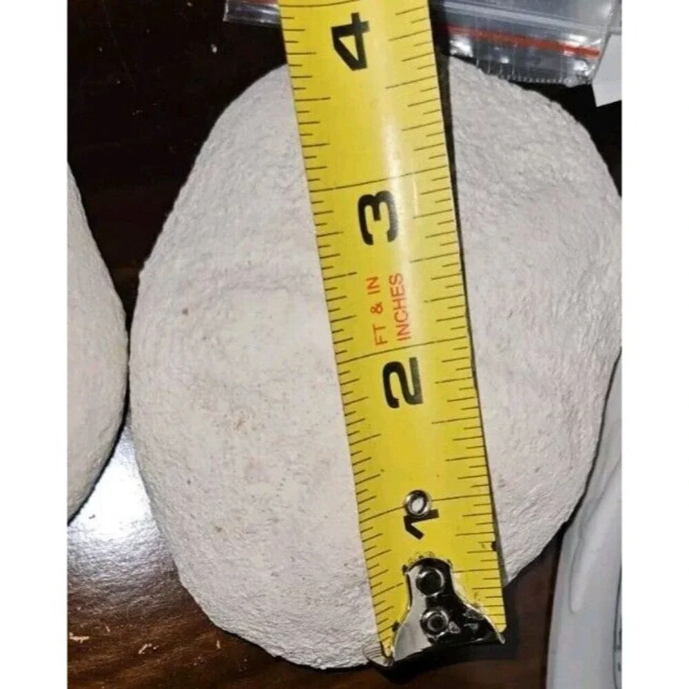 18‎ Lot: 16 Seashells &2 Puff Sand Dollars Sells Only!